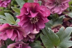 Helleborus 'Maid of Honor' 